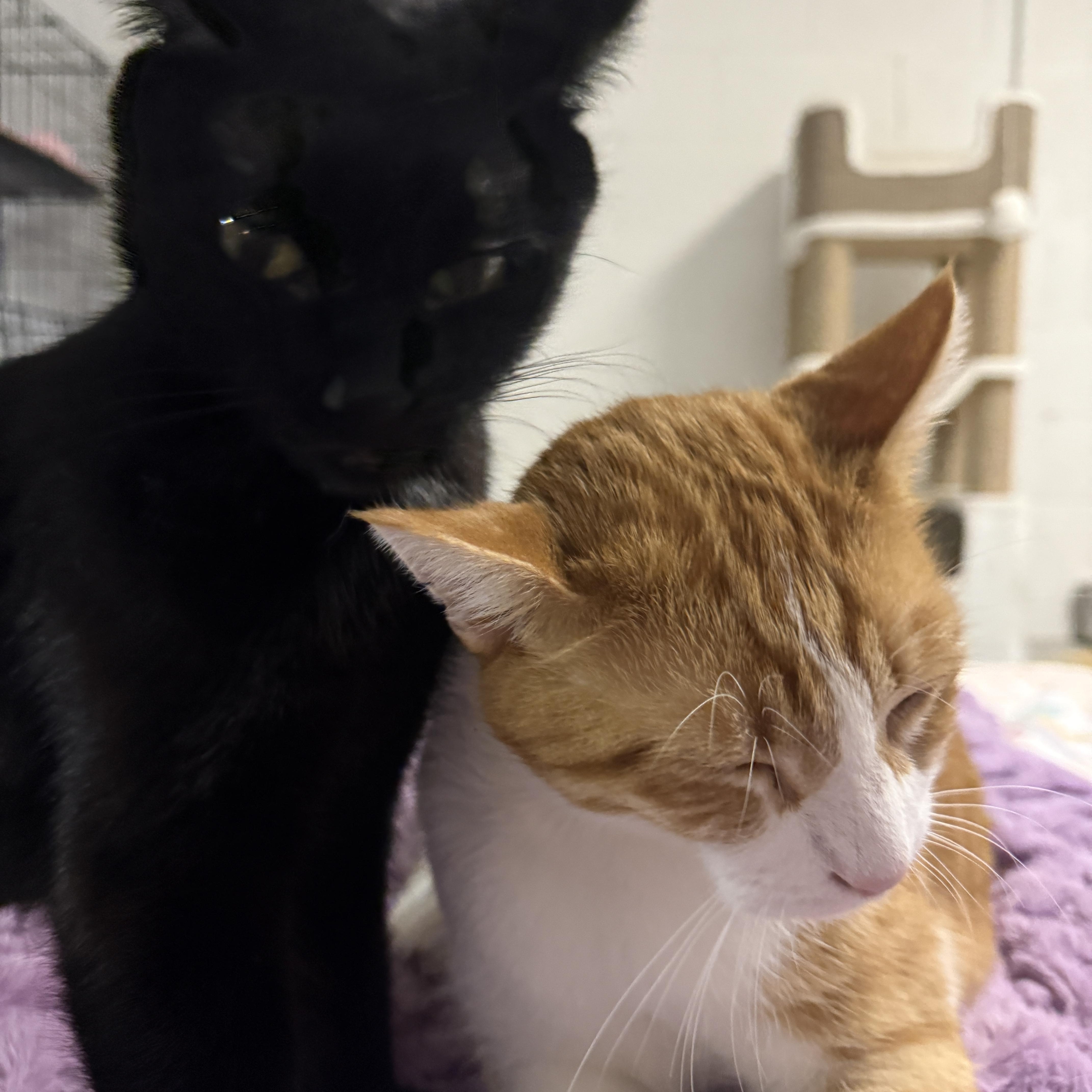 Willow & Charlie thumbnail 3