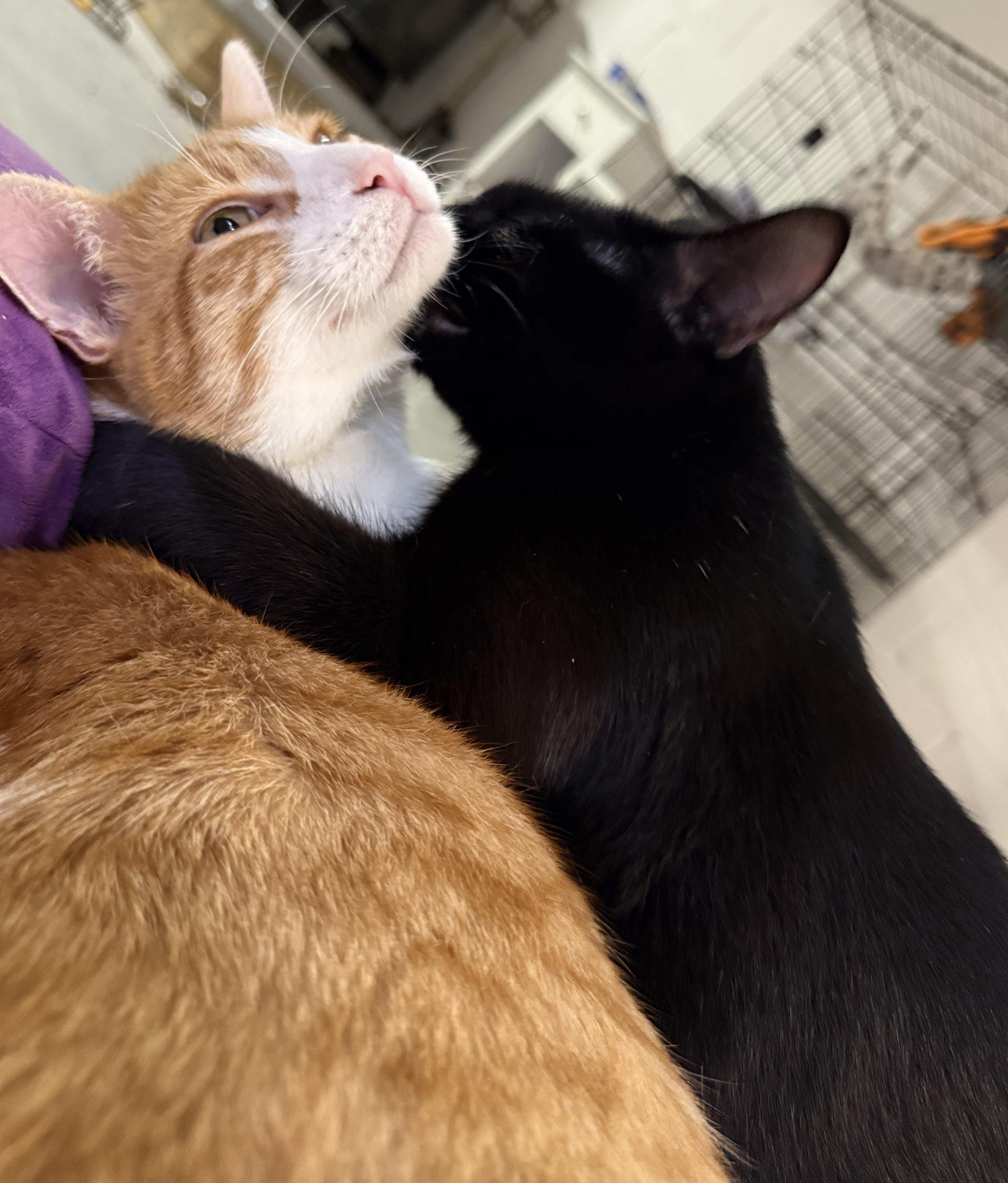 Willow & Charlie thumbnail 4