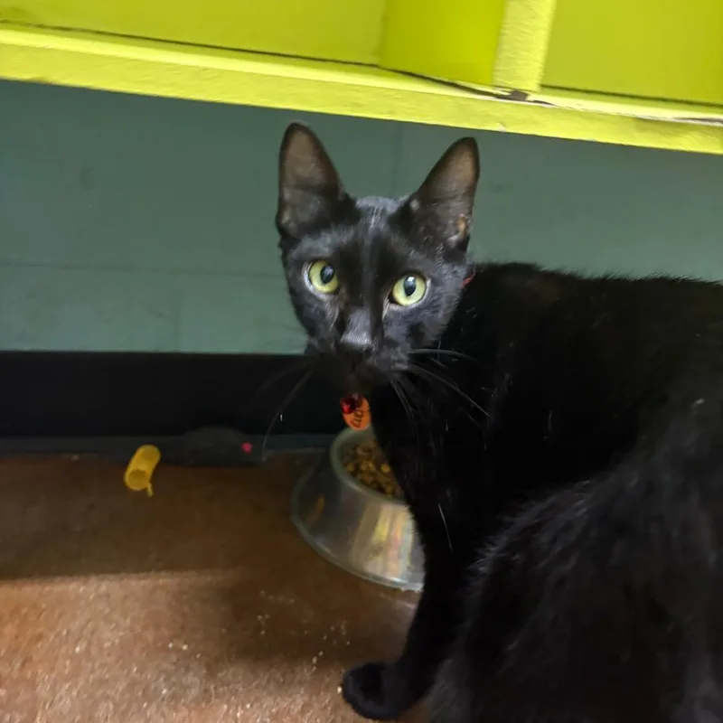 A senior medium-sized male Black Domestic Short Hair cat named Cuda for adoption in Springfield, MO