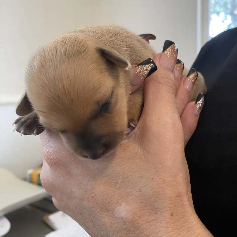 A baby small-sized female Yellow / Tan / Blond / Fawn Terrier dog named Caramel for adoption in Wimberley, TX