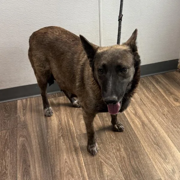 An adult small-sized female Belgian Shepherd / Sheepdog dog named Rocket for adoption in El Cajon, CA