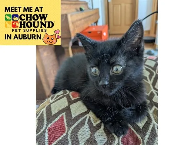 A baby small-sized female Domestic Short Hair cat named Gertie for adoption in Fort Wayne, IN
