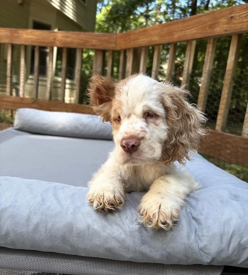 A baby medium-sized female Cocker Spaniel dog named Manda for adoption in Troy, VA