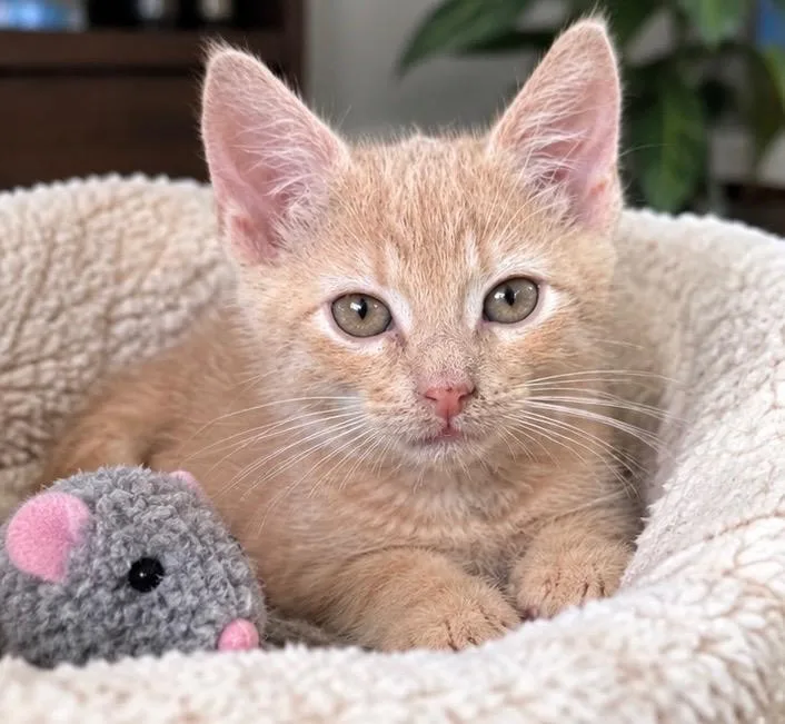 A baby medium-sized male Buff / Tan / Fawn Domestic Short Hair cat named Dusty for adoption in Haddon Heights, NJ