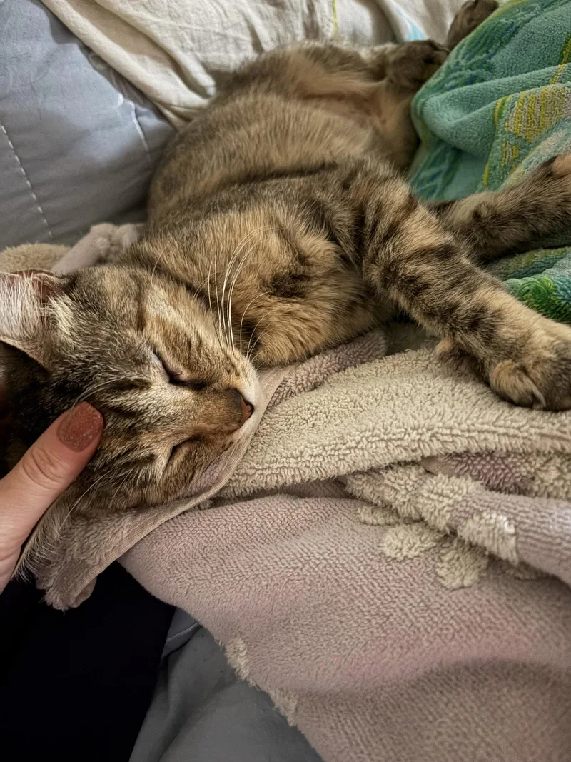 A baby medium-sized female Domestic Short Hair cat named Claire for adoption in Glendale, AZ