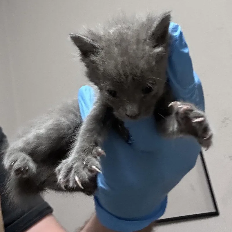 A baby small-sized female Domestic Short Hair cat named Phantom menace for adoption in Yuma, AZ
