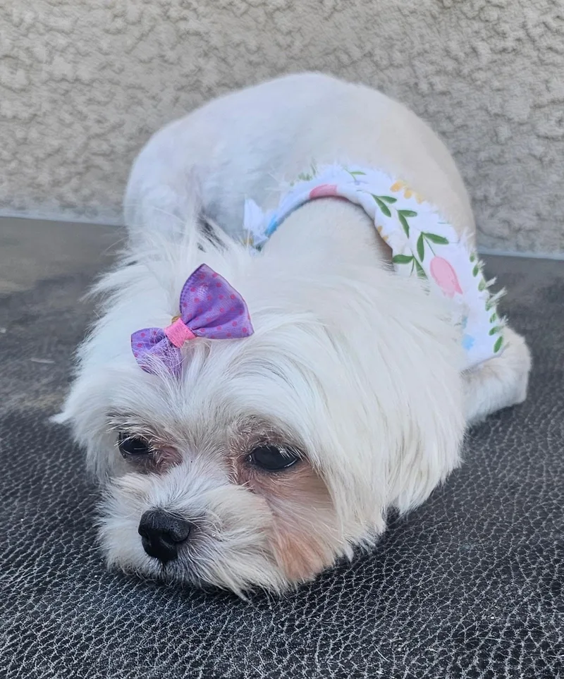 A young small-sized female Maltese dog named Lacey for adoption in Encino, CA