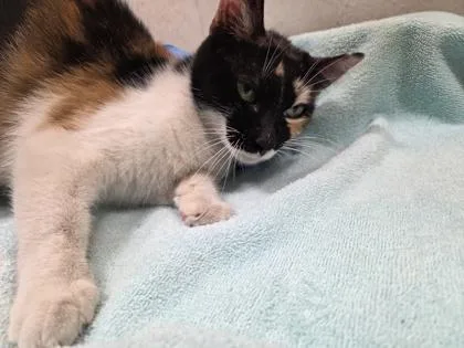 An adult small-sized female Domestic Short Hair cat named Yui for adoption in Honolulu, HI