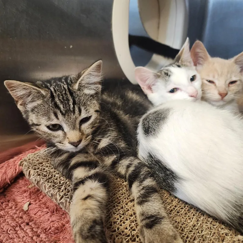 A baby small-sized female Black Domestic Short Hair cat named Panini for adoption in Evensville, TN