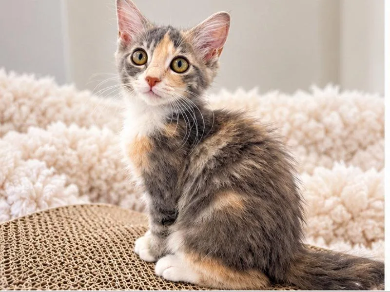 A young medium-sized female Dilute Calico cat named Paisley for adoption in Knoxville, TN