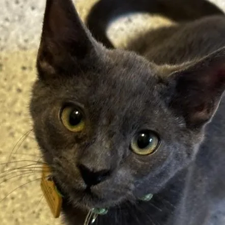 A baby medium-sized female Gray / Blue / Silver Russian Blue cat named Mocha Fun Little for adoption in Hoquiam, WA