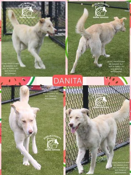 A young large-sized female Shepherd dog named Danita for adoption in Kenansville, NC