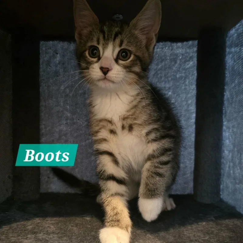 A baby small-sized male Brown / Chocolate Domestic Short Hair cat named Boots for adoption in Reisterstown, MD