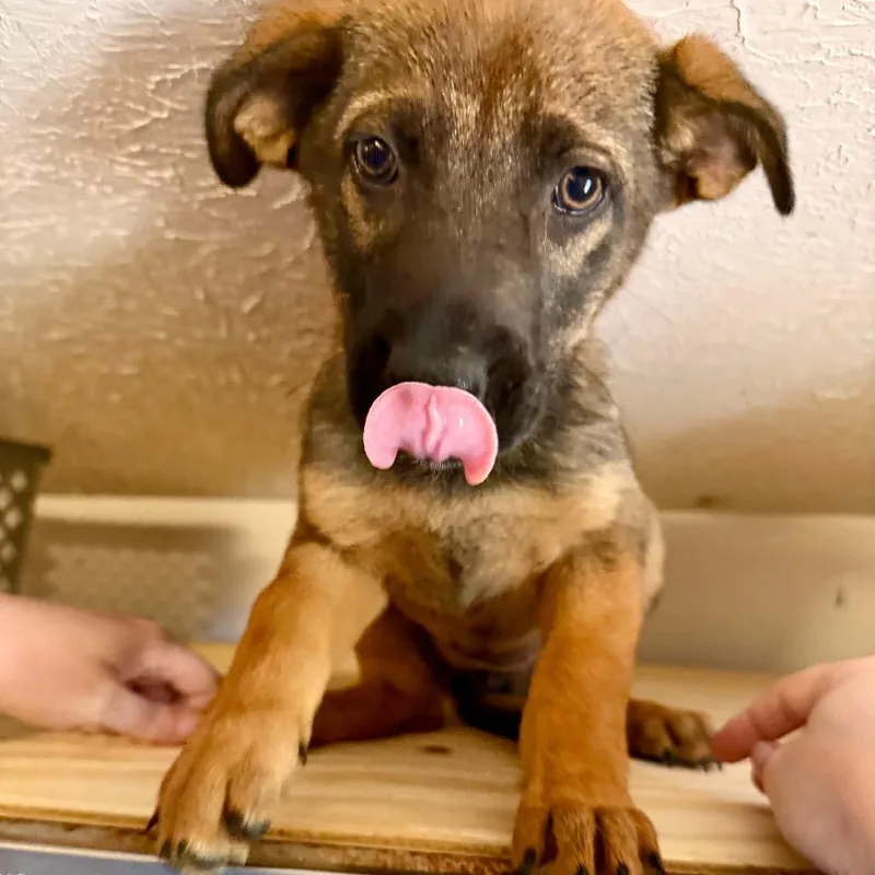 A baby small-sized female Brindle Mixed Breed dog named Timber for adoption in Opelika, AL