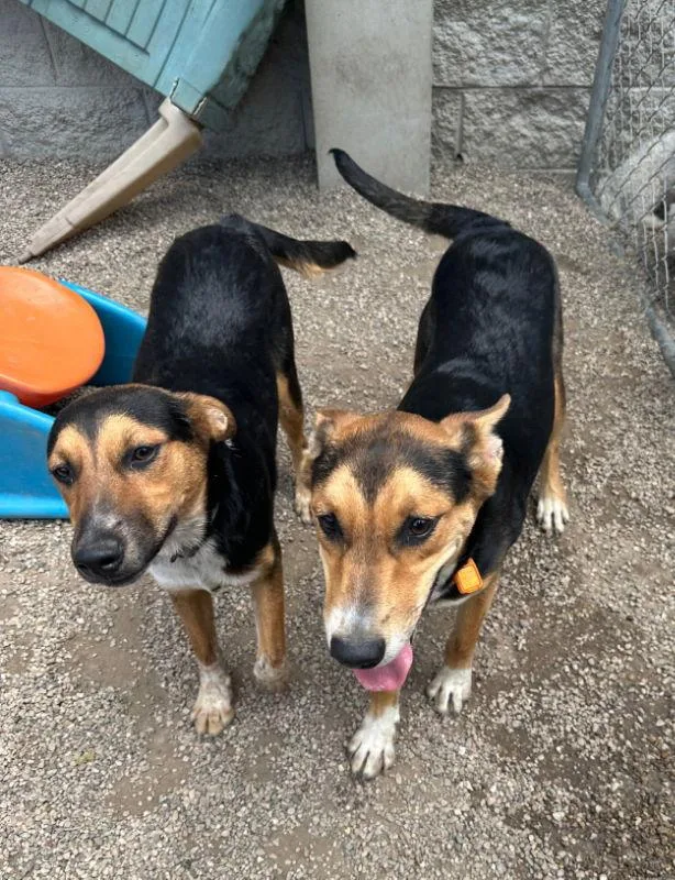 Magical Sapphire thumbnail 2