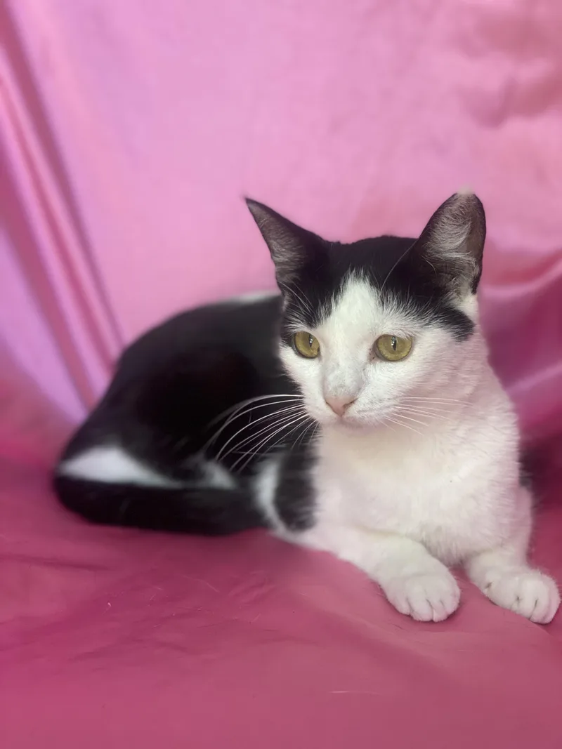A young medium-sized female Black & White / Tuxedo Domestic Short Hair cat named Betty Boop for adoption in Rowland Heights, CA