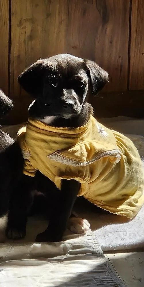 A baby medium-sized female Tricolor (Brown, Black, & White) Feist dog named Minnie for adoption in Peoria, IL
