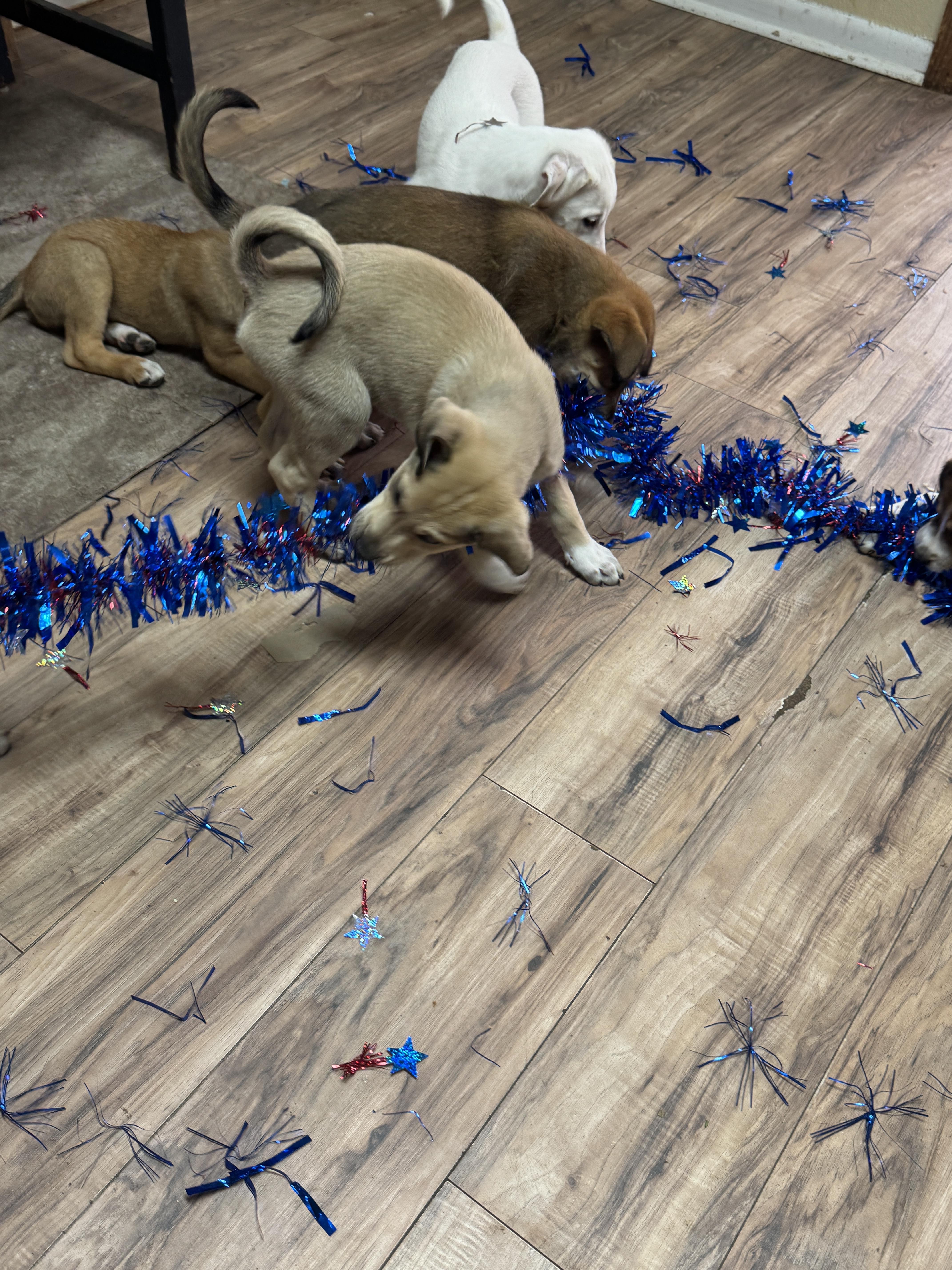 A baby medium-sized male Labrador Retriever dog named Jethro for adoption in Haslet, TX