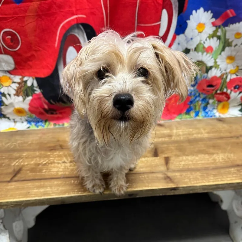 An adult small-sized female Yellow / Tan / Blond / Fawn Mixed Breed dog named Sally for adoption in Normal, IL