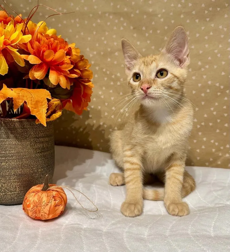 A baby small-sized male Domestic Short Hair cat named Harold for adoption in Groveland, MA
