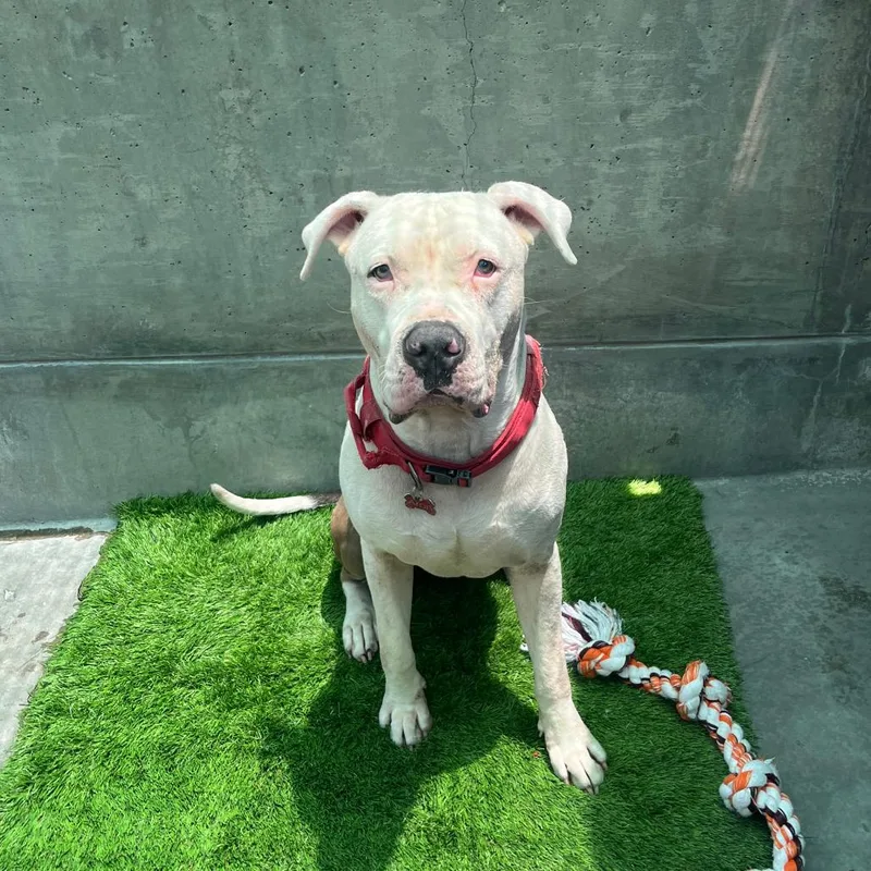 An adult large-sized male White / Cream American Staffordshire Terrier dog named Aron for adoption in Pasadena, CA
