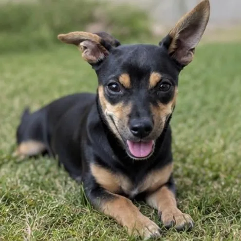 A baby small-sized female Black Chiweenie dog named Coco for adoption in Pelham, NH