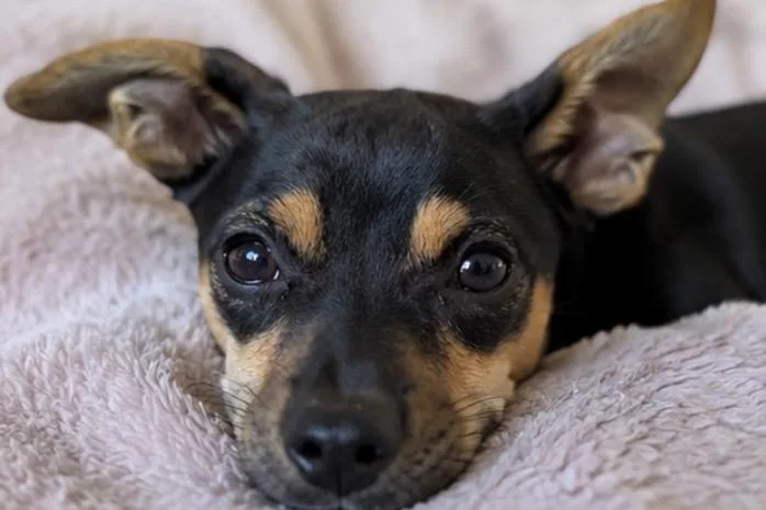 Coco thumbnail 4