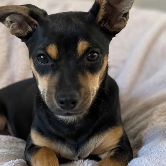 Coco thumbnail 5