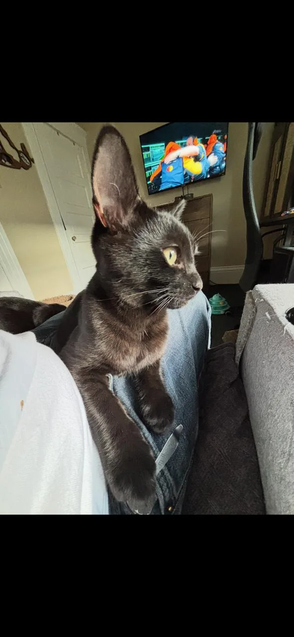 Bart THE sweetest thumbnail 5