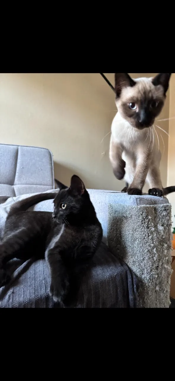 Bart THE sweetest thumbnail 6