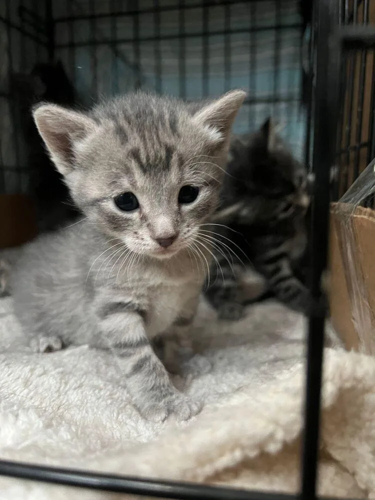 A baby small-sized female Gray / Blue / Silver Domestic Short Hair cat named Rosie for adoption in McPherson, KS