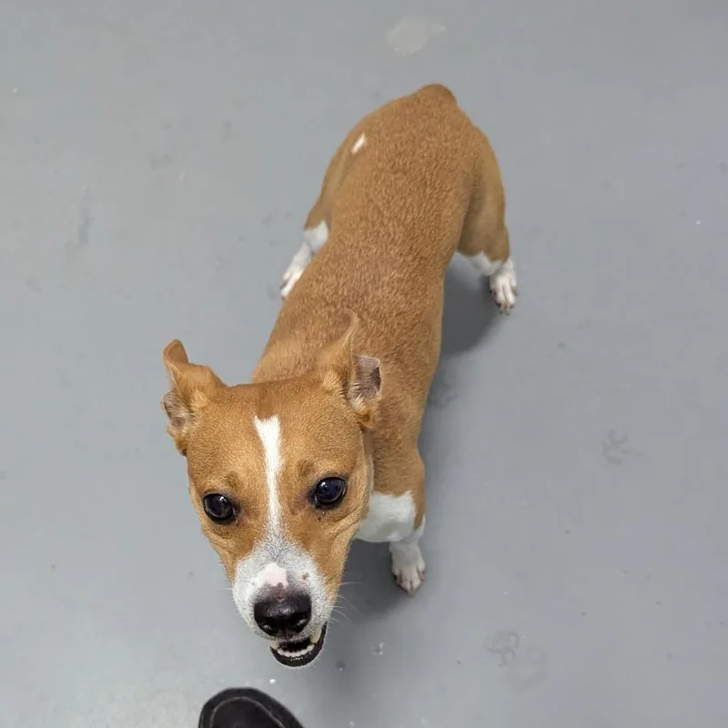 A young small-sized male Yellow / Tan / Blond / Fawn Mixed Breed dog named Bruce for adoption in Naples, FL
