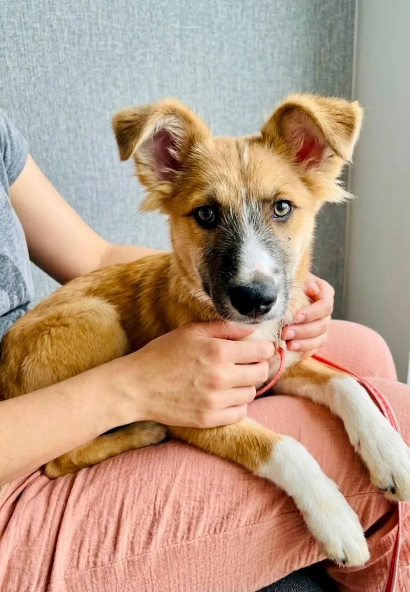 A baby medium-sized female Border Collie dog named Foxy for adoption in San Diego, CA