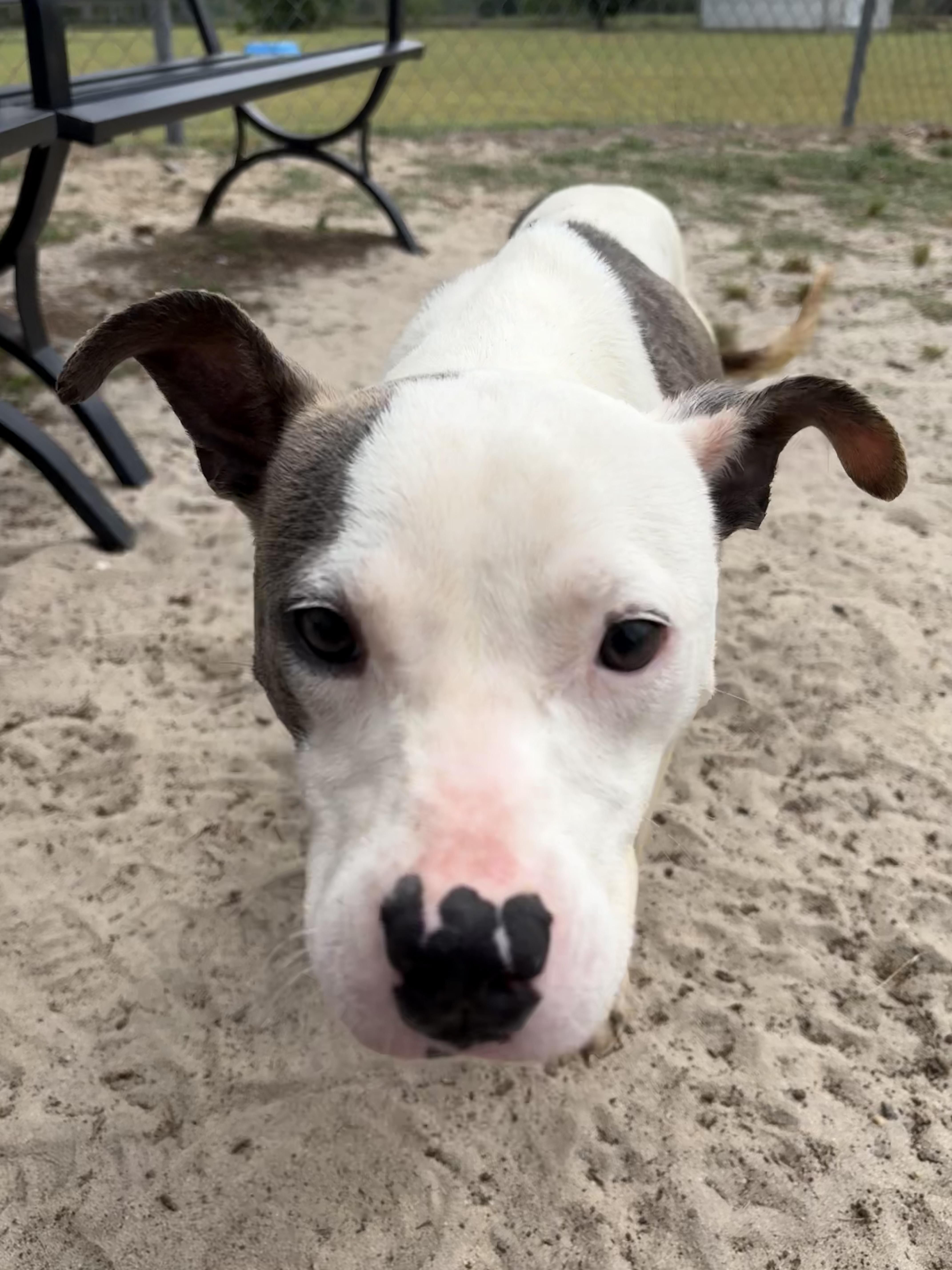 A young medium-sized female White / Cream Pit Bull Terrier dog named Sydney for adoption in Valdosta, GA