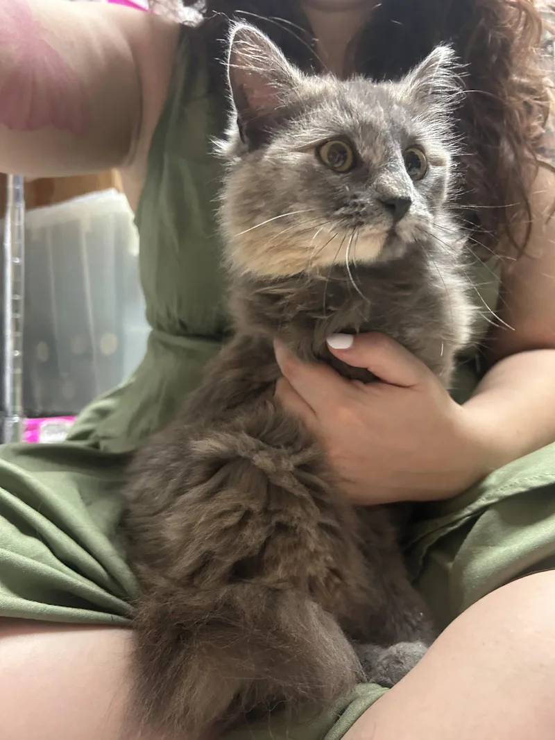 Lavender thumbnail 2