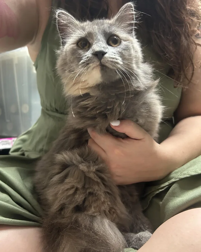 A young medium-sized female Dilute Tortoiseshell Domestic Medium Hair cat named Lavender for adoption in Columbia, SC