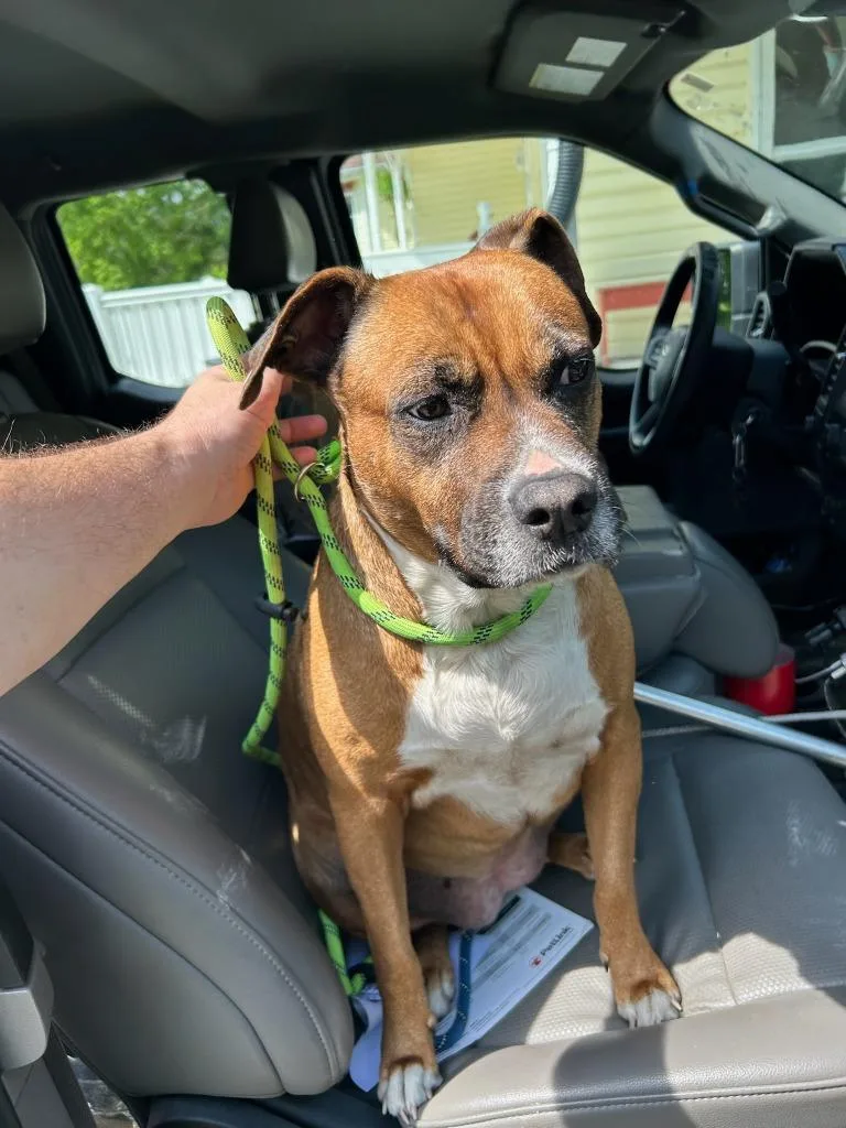 An adult large-sized female Mixed Breed dog named Scarlett for adoption in Chickamauga , GA