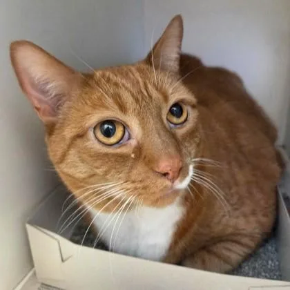 A senior large-sized male Tabby (Orange / Red) Domestic Short Hair cat named Archie for adoption in Phoenixville, PA