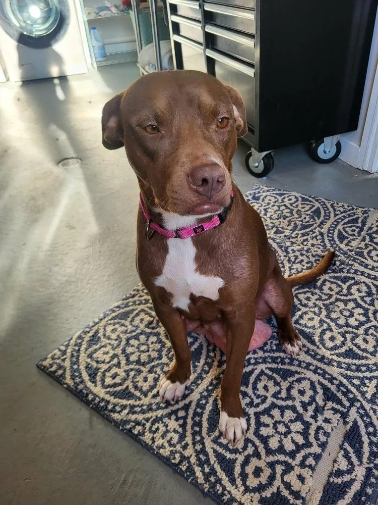 An adult medium-sized female Labrador Retriever dog named Edwina for adoption in Pottstown, PA