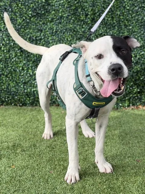 An adult medium-sized male Terrier dog named Petey for adoption in Naples, FL