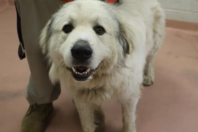 An adult large-sized male Mixed Breed dog named Grease for adoption in Columbia, SC