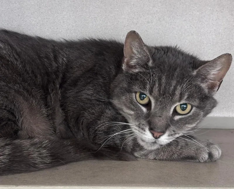 A senior medium-sized male Domestic Short Hair cat named Jacque for adoption in Beacon, NY