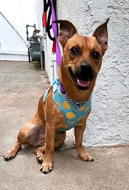 An adult small-sized male Corgi dog named Felix for adoption in San Diego, CA