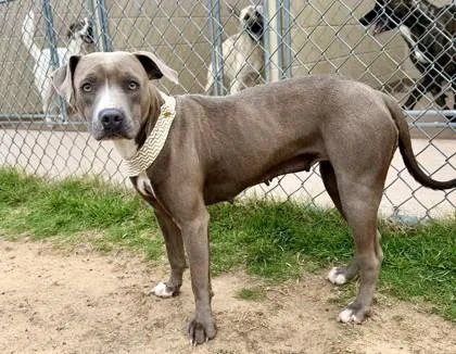 An adult large-sized female Pit Bull Terrier dog named Daphne for adoption in Balch Springs, TX