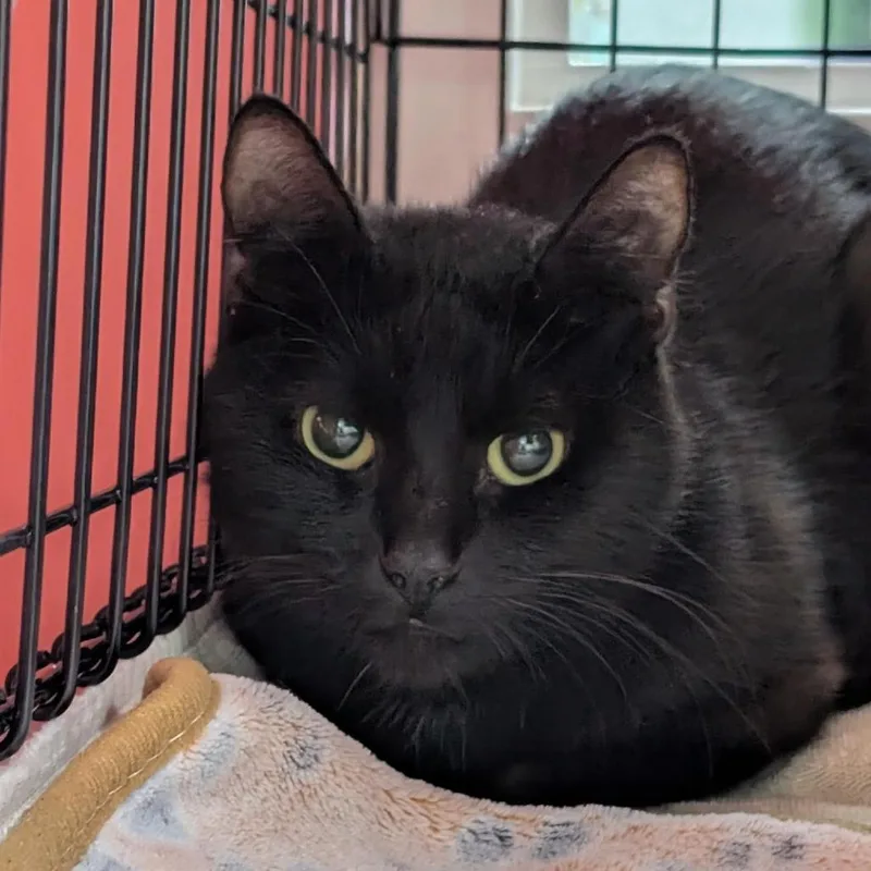 An adult medium-sized male Domestic Short Hair cat named Aspen for adoption in Tacoma, WA