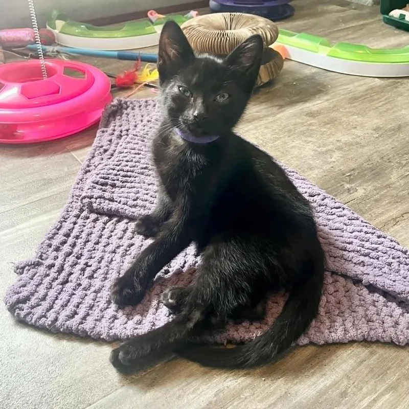A baby small-sized male Domestic Short Hair cat named Bullseye for adoption in Urbandale, IA