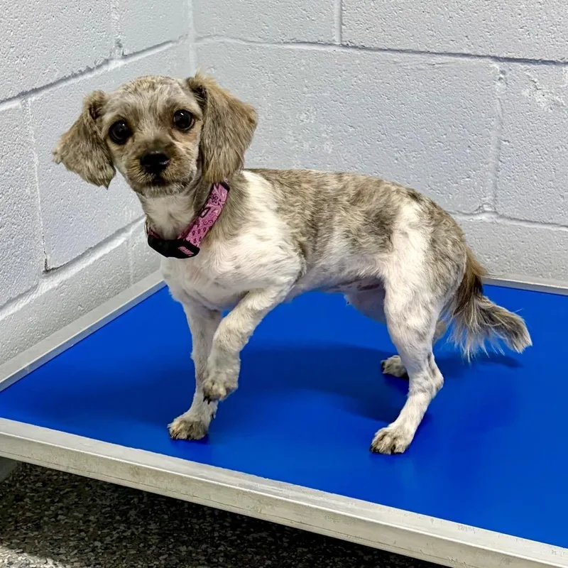A baby small-sized female Brindle Shih Tzu dog named Kathrine the Great for adoption in Livingston, TX