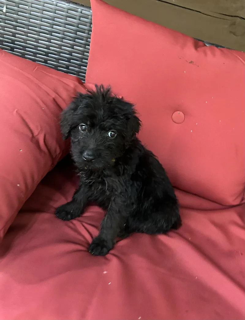 A baby large-sized female Black Goldendoodle dog named Bo peep for adoption in Kannapolis, NC