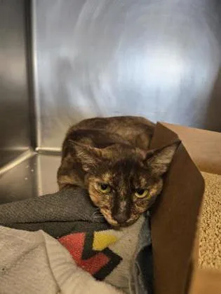 An adult small-sized female Domestic Short Hair cat named Doralee for adoption in Roseville, CA
