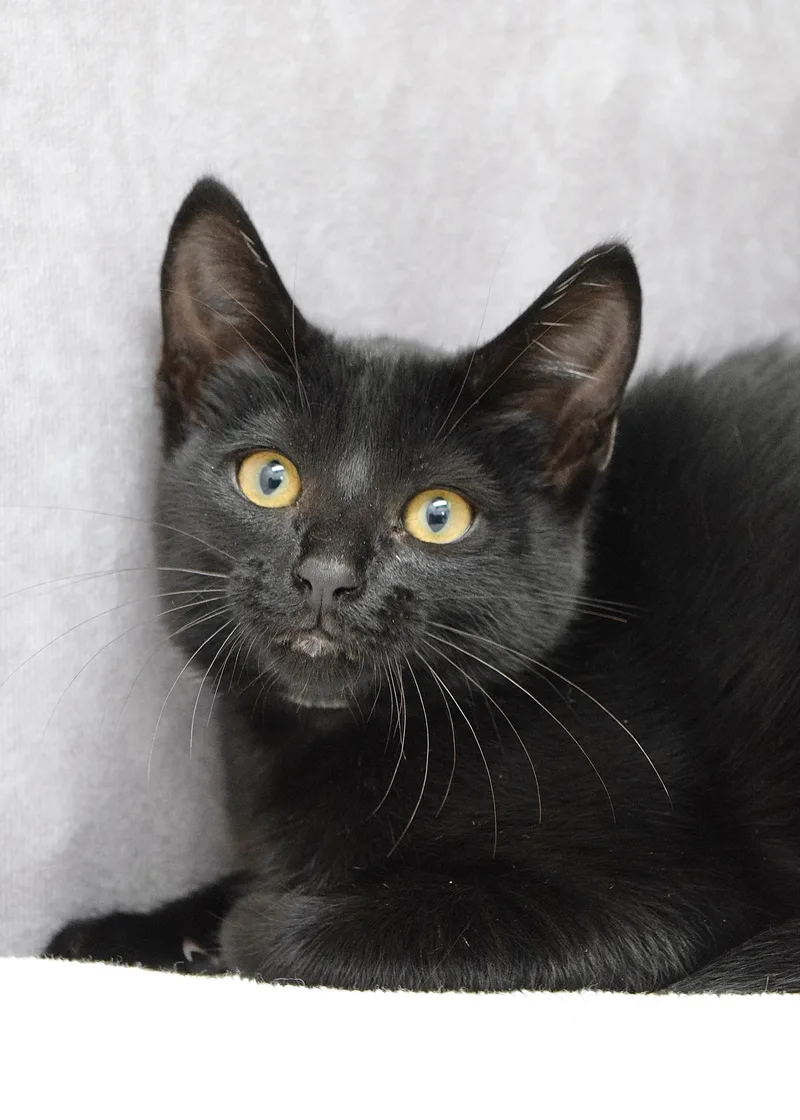 A baby medium-sized female Black Domestic Short Hair cat named Gumdrop for adoption in Dublin, CA